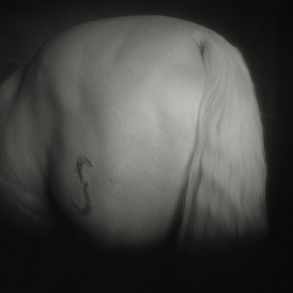 Monica Stevenson Equine Photography - Grey Horse