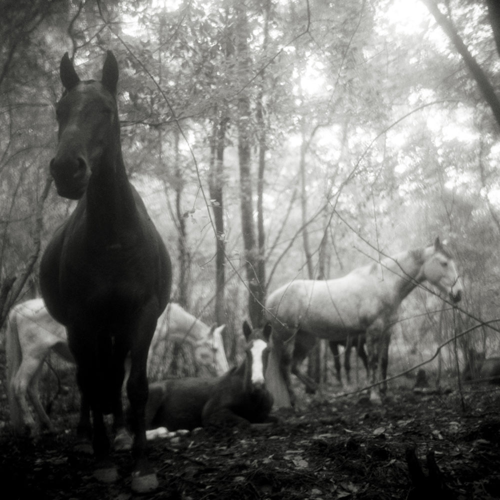 Monica Stevenson Equine Photography Spanish Influence and Landscapes