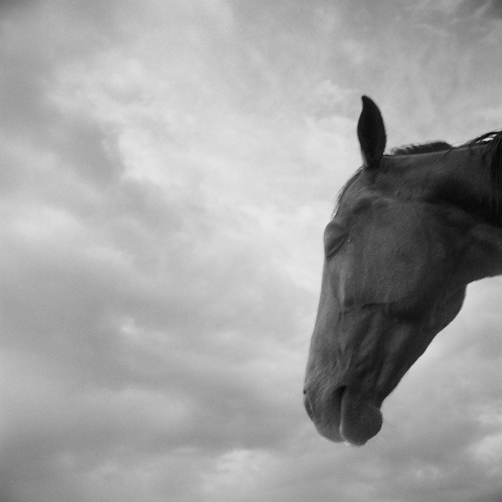 Monica Stevenson Equine Photography - Horse Head and clouds