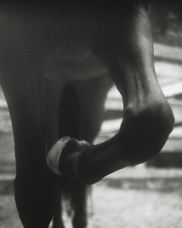 Monica Stevenson Equine Photography - Horse Leg