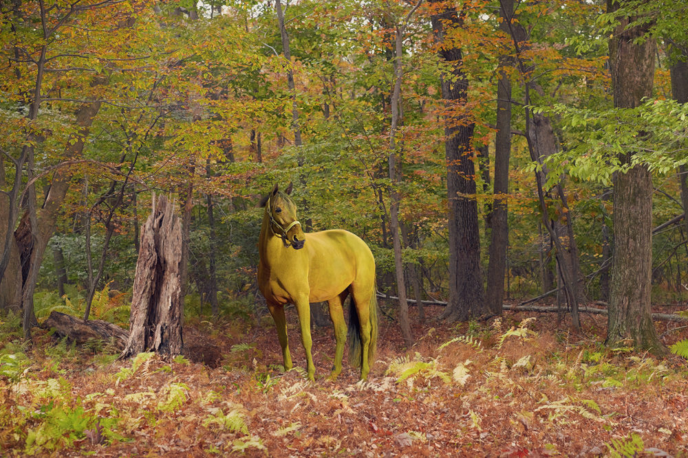Monica Stevenson Equine Photography - Zoe Collection Horse in Autumn Woods