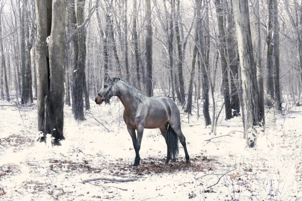 Monica Stevenson equine photography - Zoe in winter